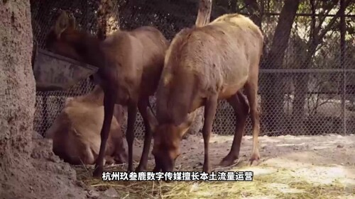 14a9c329142db9bc538171a5a1ab9e30.mp4
