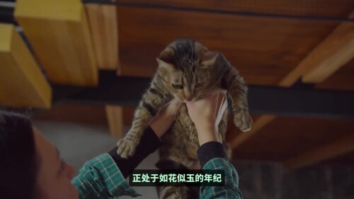 cc13dd7bc62a55554199e5a4b9f56d9f.mp4